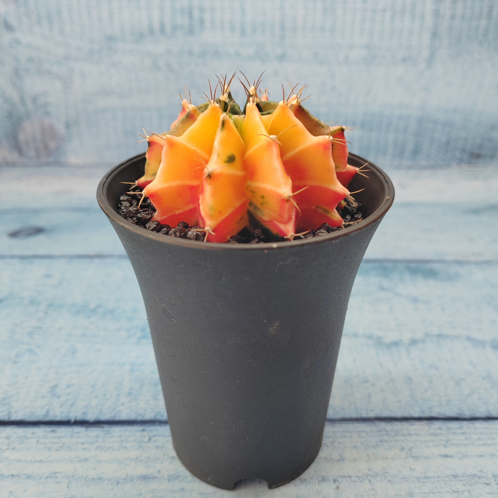 Gymnocalycium Variegata (Гимнокалициум Вариегатный)