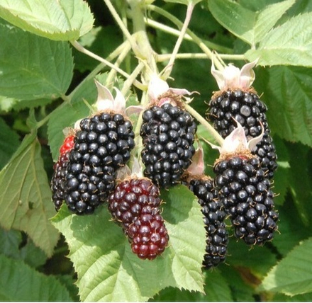 Ежевика Красотка Халл ЗКС