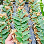 Рафидофора SILVER BLUE