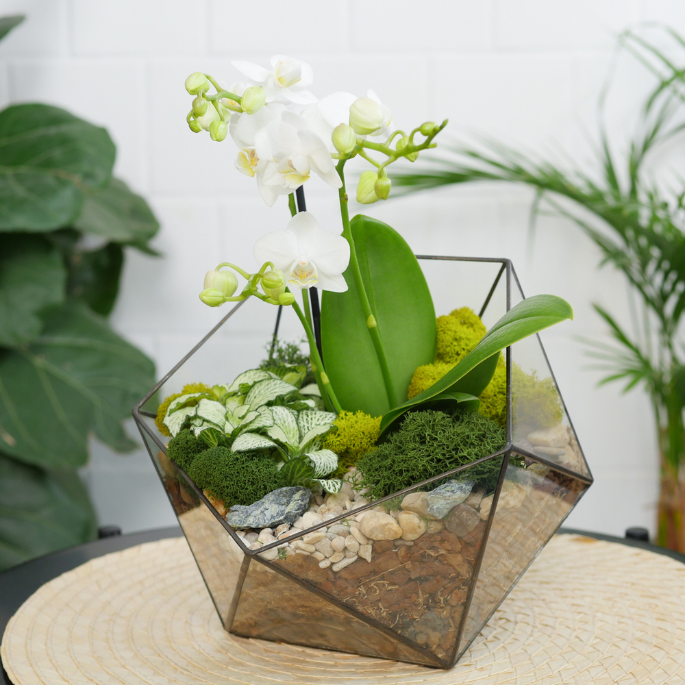 Готовый флорариум с белой орхидеей Икос