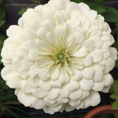 Цинния Мастер Вайт