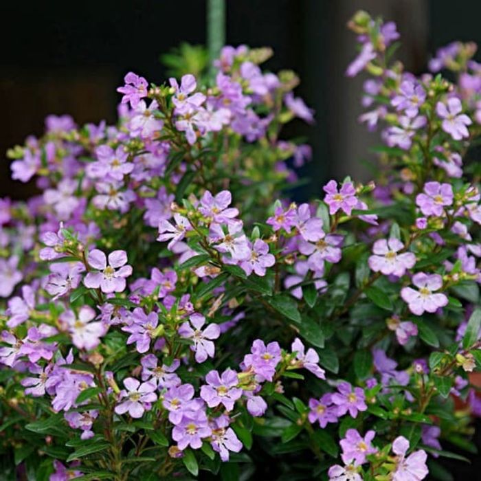 Куфея Купид Пурпл &quot;Cupid Purple&quot; укорененный черенок