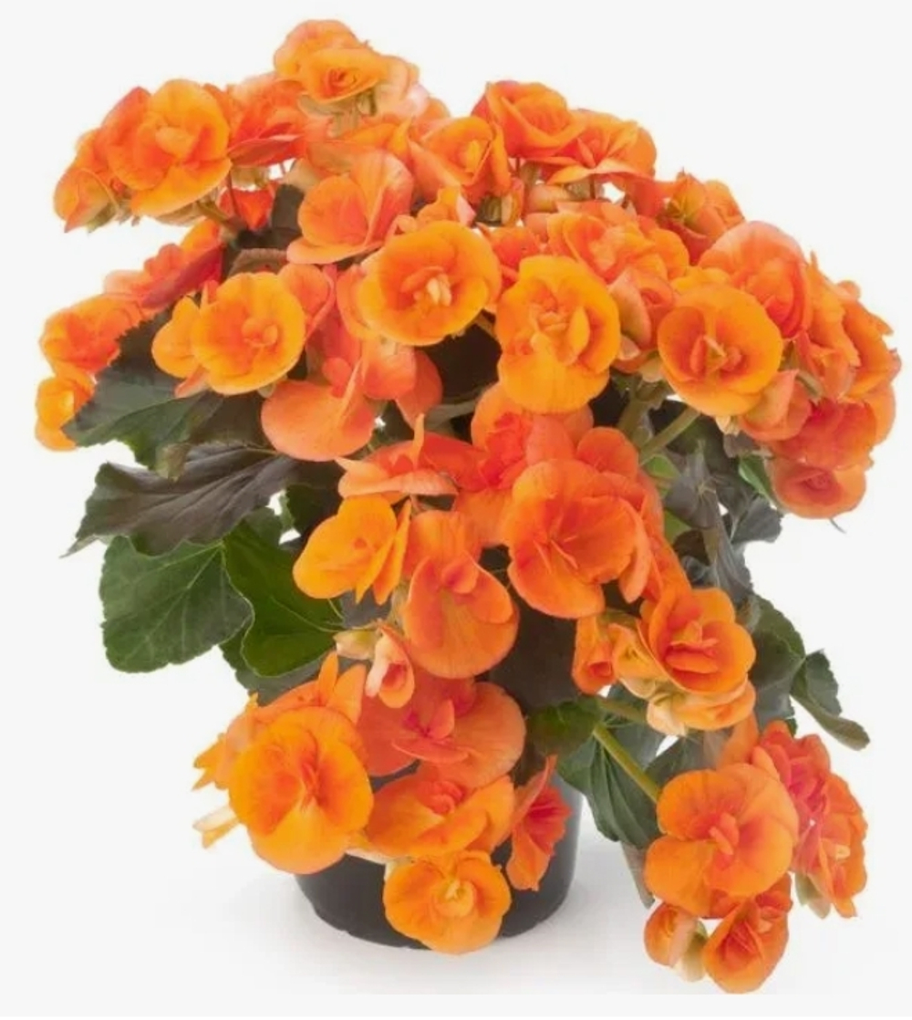 Бегония Elatior Batic укорененный черенок ОКС