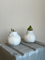 Амариллис луковица - цвет белый