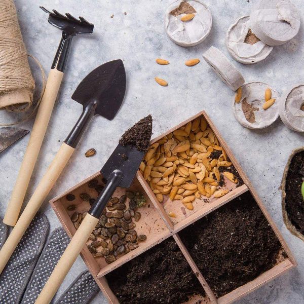 Стратификация семян: как подготовить цветы к успешному прорастанию