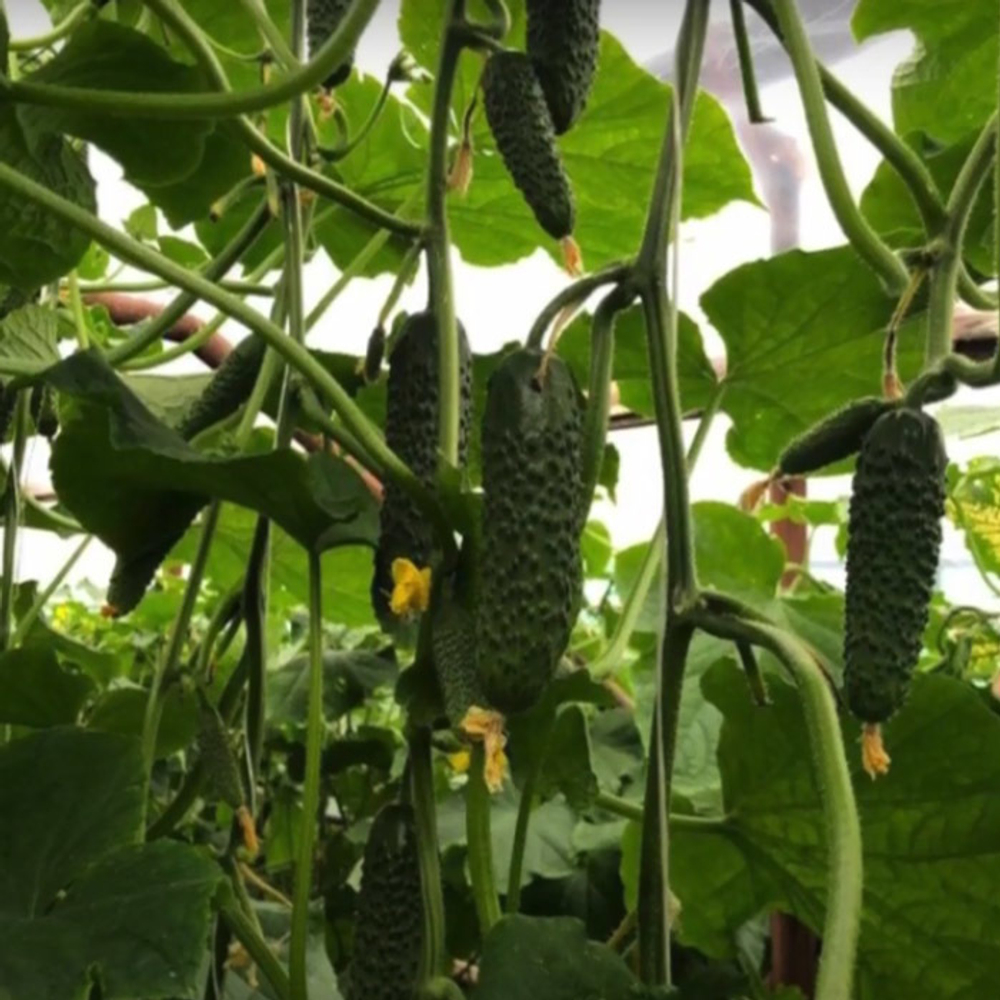 Илонара F1 семена огурца партенокарпич. (Rijk Zwaan / Райк Цваан)