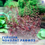 Гейхера Шоколад Раффлс