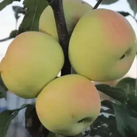 Яблоня Бумажное