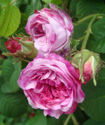 ROSE BULGARY EO / РОЗА БОЛГАРИЯ ЭО CAS 8007-01-0 и 90106-38-0