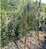 Ива пурпурная Пендула С10 120-140 Ра 100-120