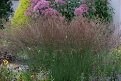 Молиния голубая 'Edith Dudsus' С2 15-20 см Закупка М43 май- июнь 2026