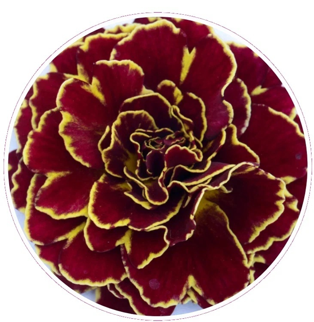 Примула Belarina Double Sunrise Ruby рассада конт 0,5л только самовывоз ВЕСНА 25