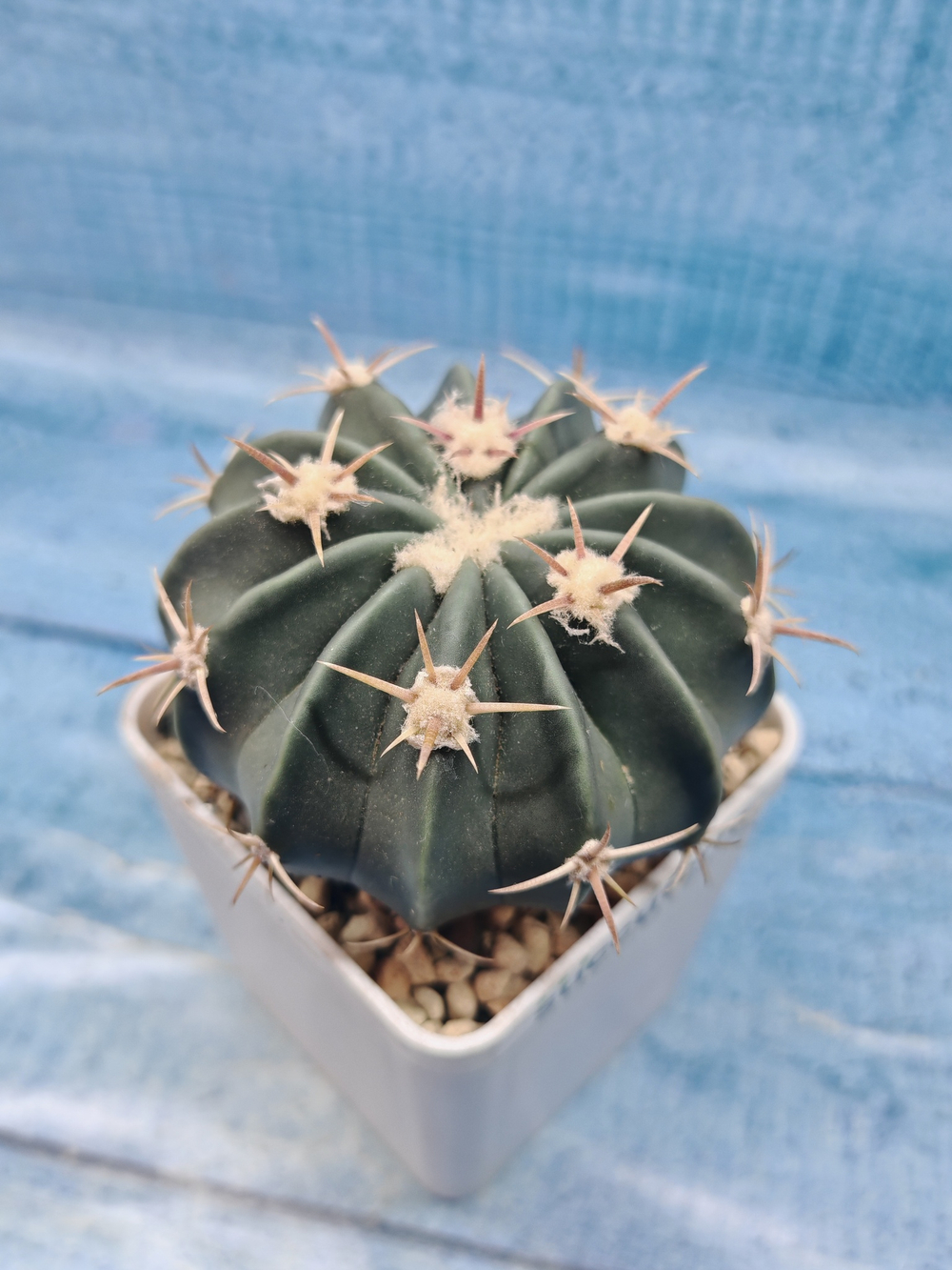 Stenocactus Coptonogonus (Стенокактус)