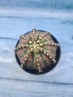 Gymnocalycium T-Rex Pink hybrid (Гимнокалициум T-rex)