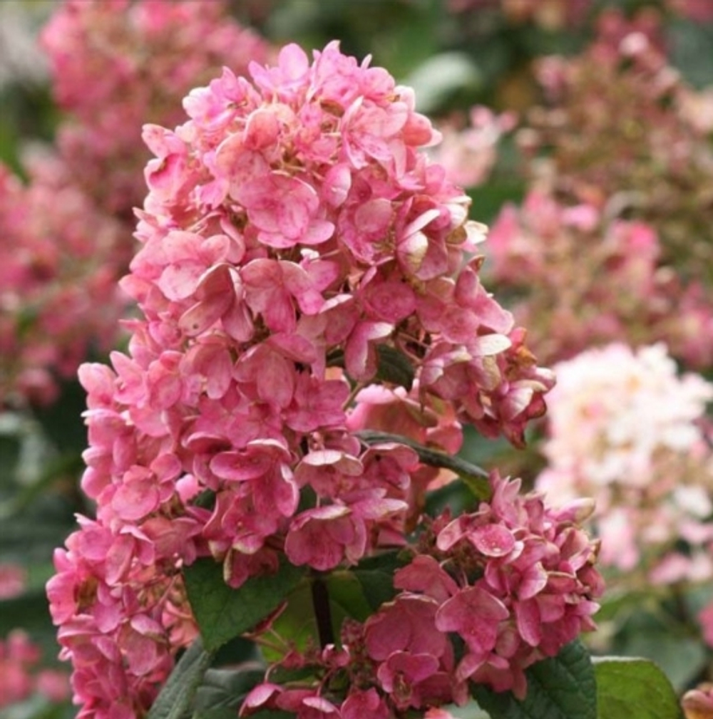 ТИКЛЕД ПИНК (Tickled Pink) Новинка Р14/С1,5 Европа весна 2026