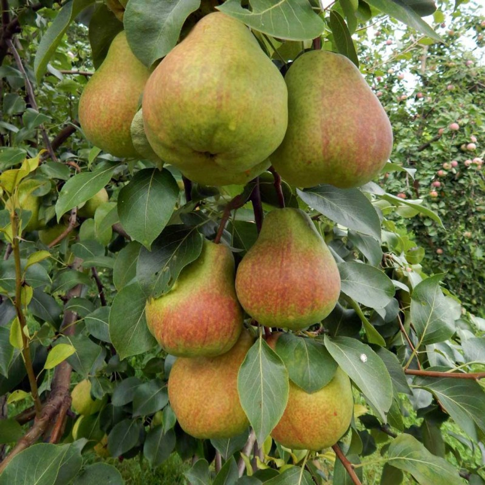 Груша колоновидная Нежность