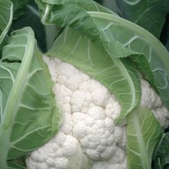 ГОХАН F1 семена капусты цветной (Syngenta | Alexagro)