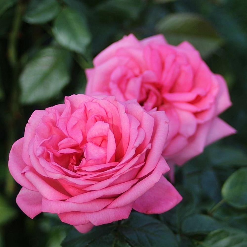 Роза чайно-гибридная Ромина