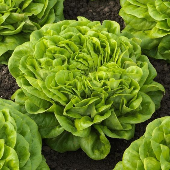 Канаджио_семена_салата_кочанного маслянистого_Syngenta_салат_купить – фото 1