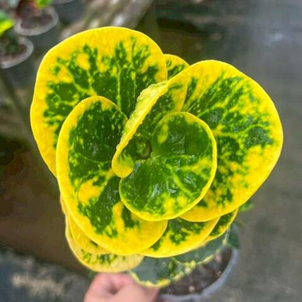 Кротон TUANG THONG