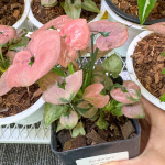 Сингониум AOM STINGRAY