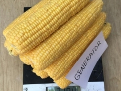 Генератор F1 семена кукурузы (Clause / Клос)