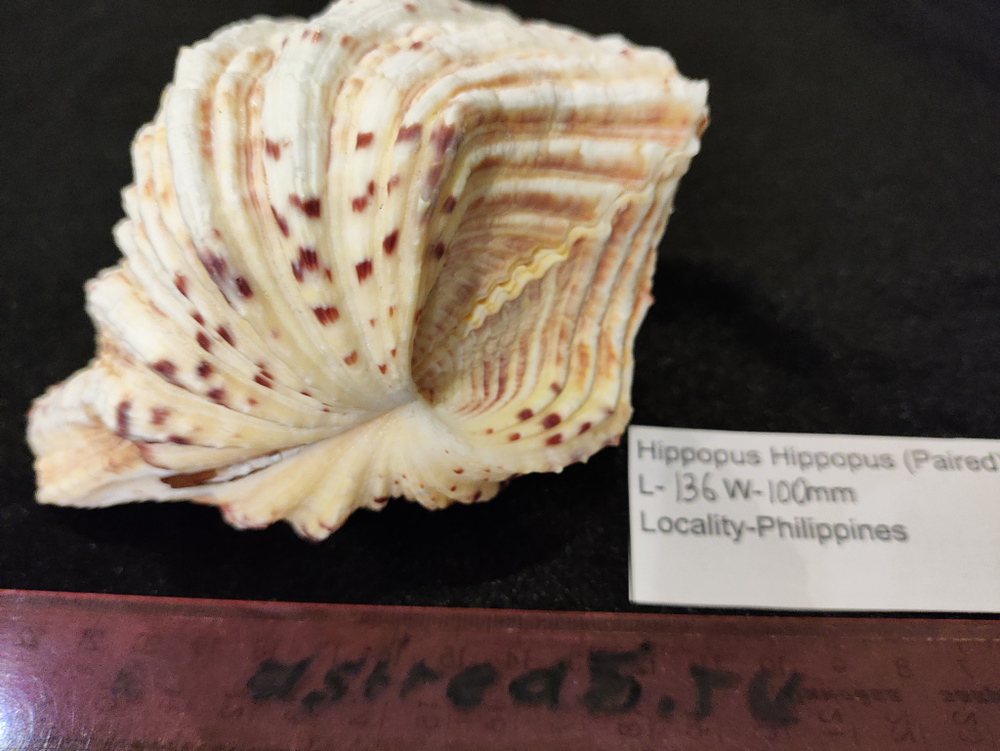 Хиппопус-Хиппопус "110-150-310 мм"