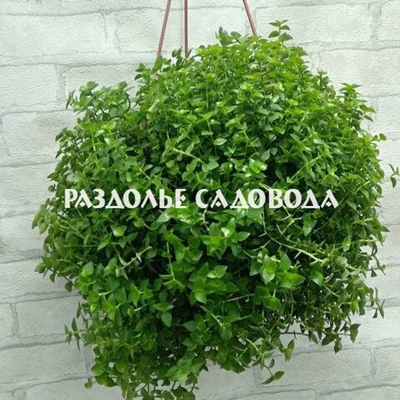 Традесканция мелколистная