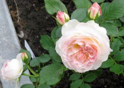 Пастелла (Pastella)