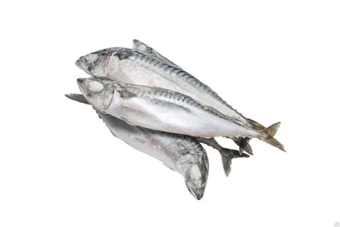 Скумбрия 400-600 (1/25*12,5) 09-11/2024 FO