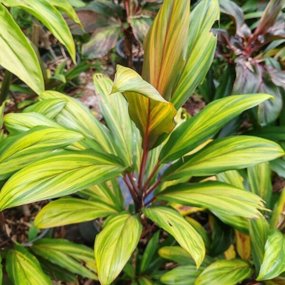 Кордилина HARLEY QUEEN