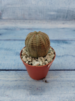 Euphoria Obesa (Эуфорбия)
