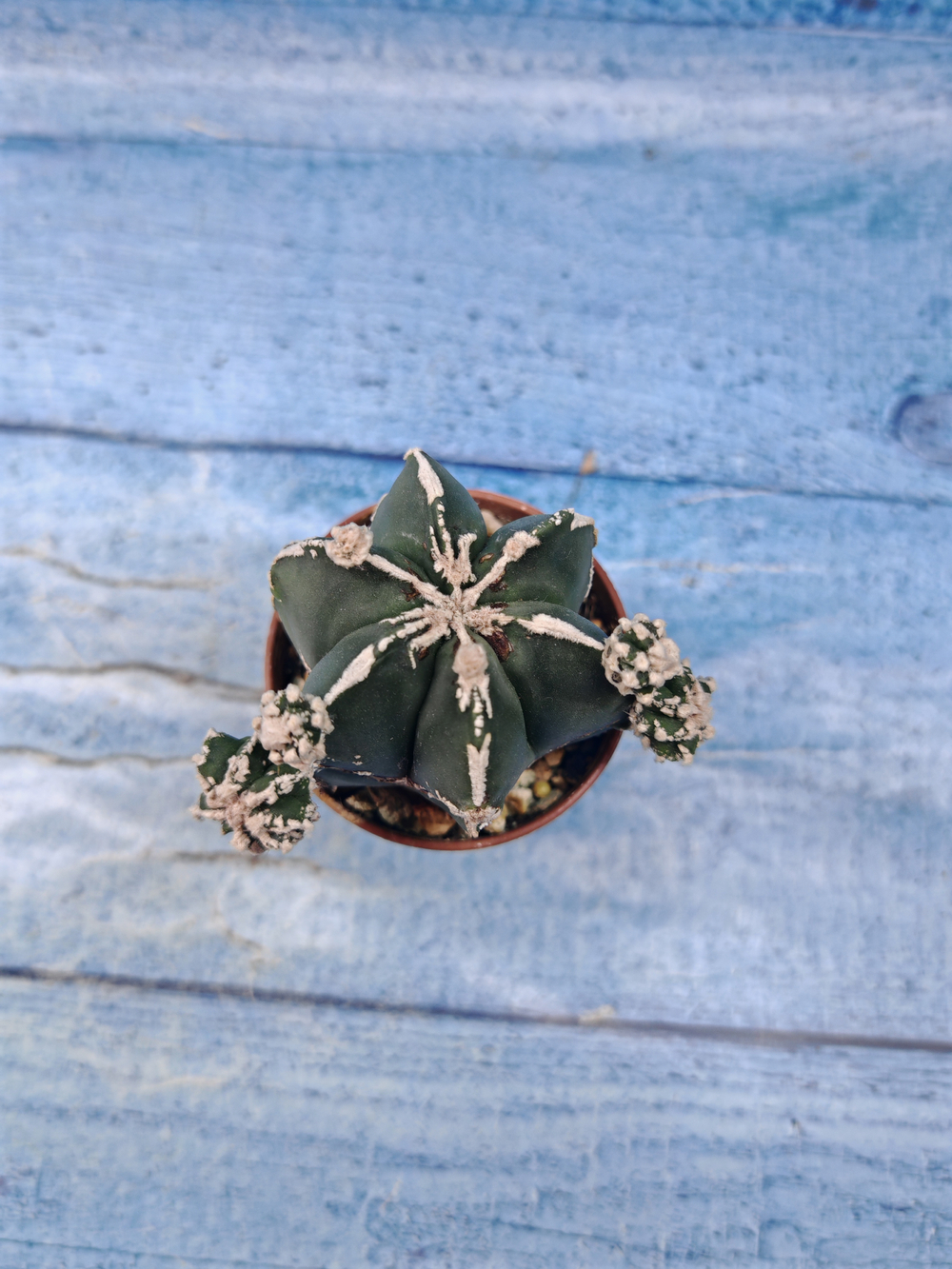 Astrophytum Myriostigma "Hakujo Fukuryu" (Астрофитум)