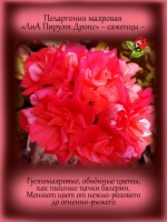 Пеларгония ЛиА Пируэт Дропс махровая