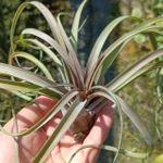 Тилландсия capitata Temascal R (T16)