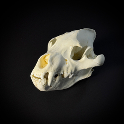 Череп бурой гиены