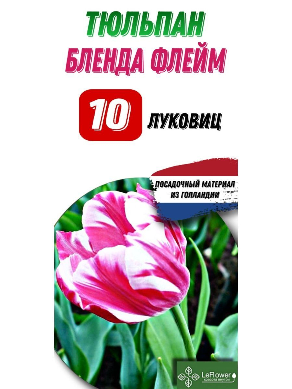 Тюльпан Луковица, Бленда Флейм, 10шт