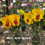 Орхидея ринхолелиокаттлея RLC. NP GOLD