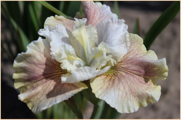 Ирис Сибирский Уинн Магнолия