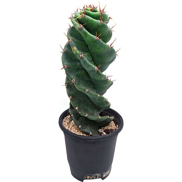 Кактус Торнадо (Cereus monstrosa)