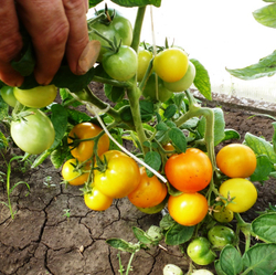 Помидоры — Ola Polka – Оля Полька