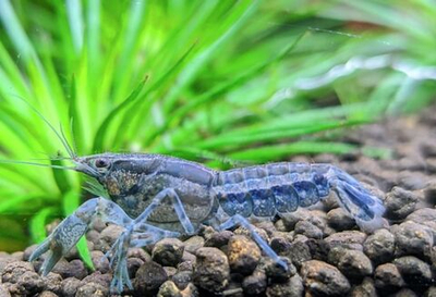 Рак Мексиканский карликовый голубой