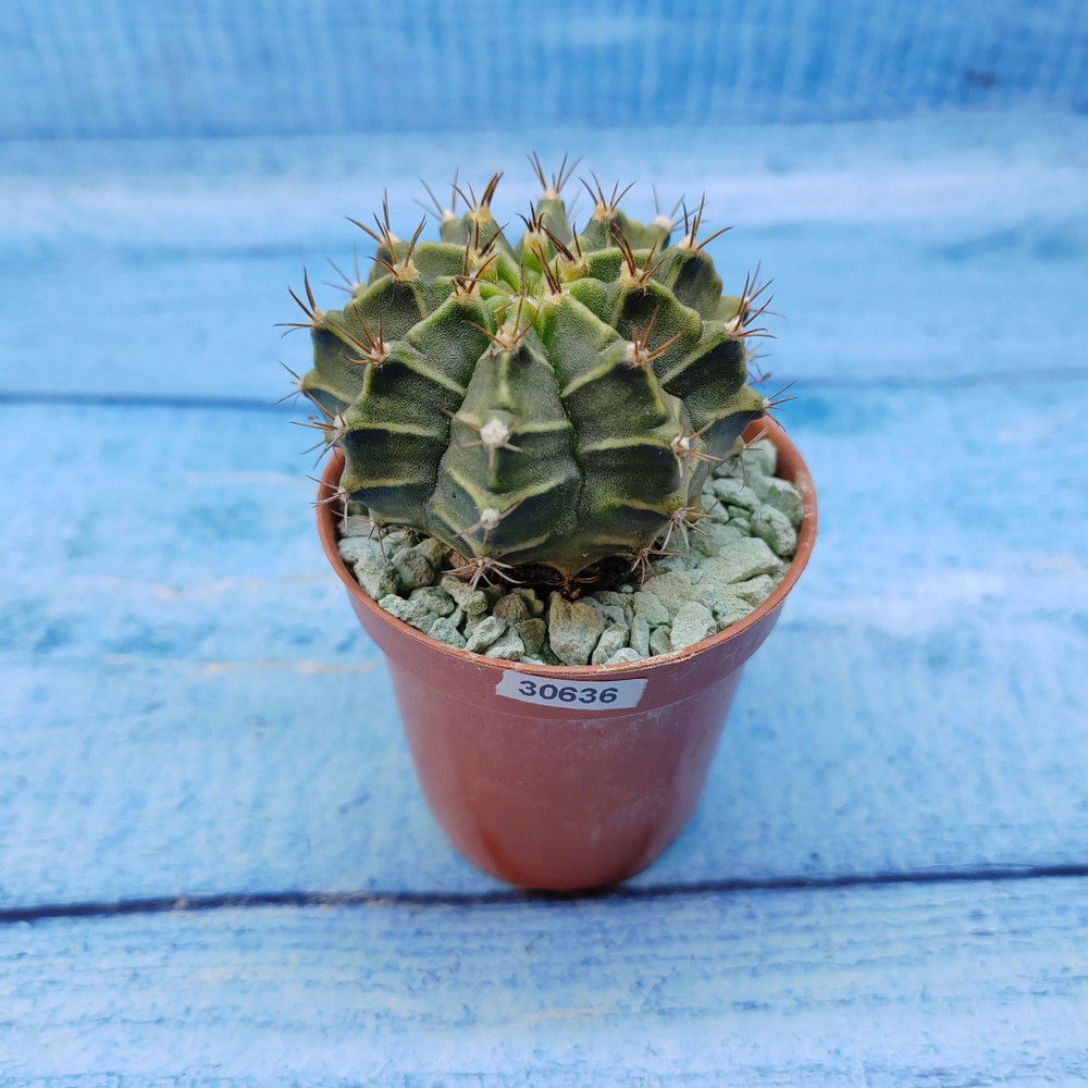 Gymnocalycium Friedrichii (Гимнокалициум)