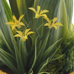 GAEM Цветочная композиция "Тюльпаны", L10 W13 H28 см