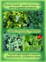Хедера Хохлатая петрушка плющ гофрированный