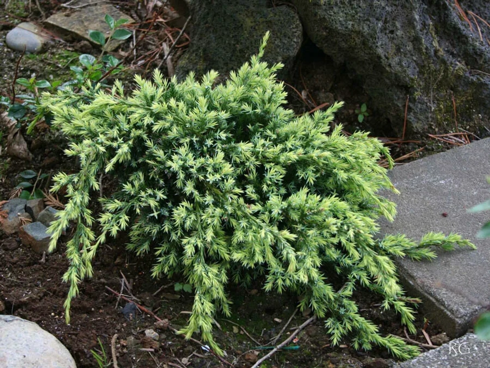 Можжевельник чешуйчатый Холгер Р9 Закупка М62 апрель-май 2026