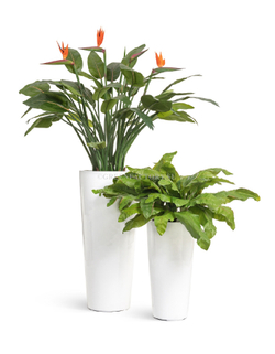 Кашпо TREEZ Effectory - серия Gloss - Высокий конус - Белый глянцевый лак