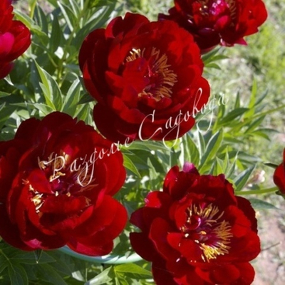 Пион травянистый Бакай Бель