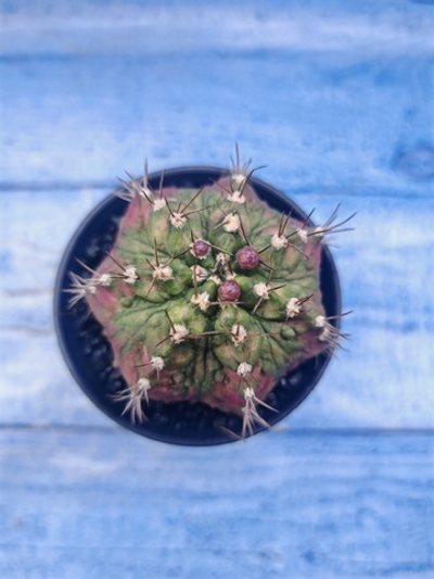 Gymnocalycium T-Rex Pink hybrid (Гимнокалициум)