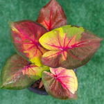 Каладиум PHUTTA KHUN